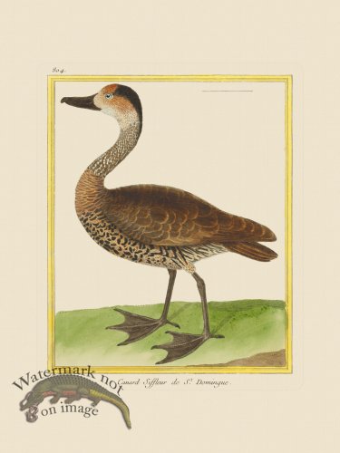(image for) Martinet Bird 804