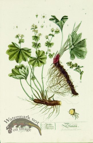 Blackwell German 157