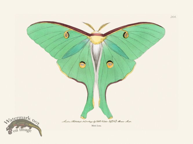 264 Moth Luna