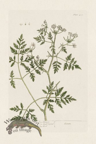 (image for) BEE 451 Hemlock