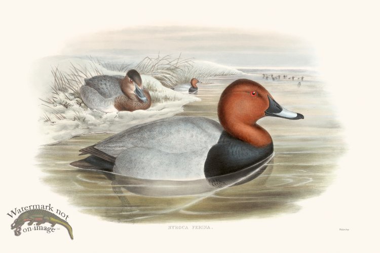 (image for) Gould Waterfowl 05