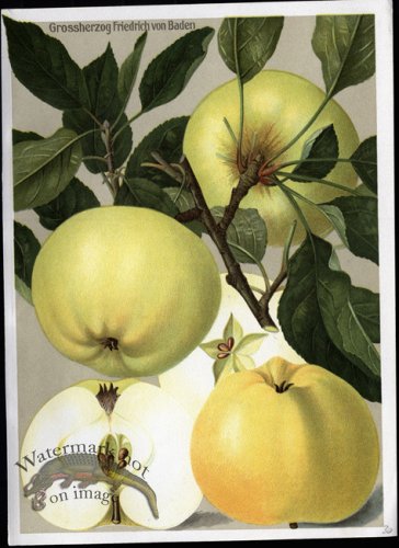 (image for) Fruit 14