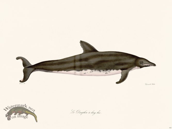 (image for) Cuvier 425 Long-Beaked Dolphin