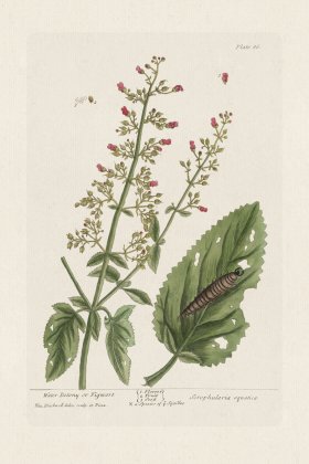 BEE 086 Water Betony or Figwort