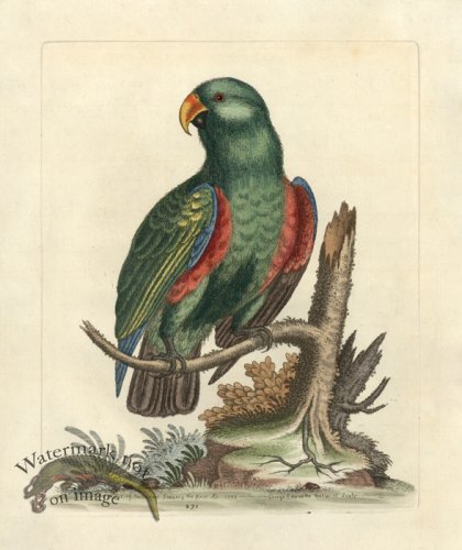 (image for) Edwards Parrot 26.jpg