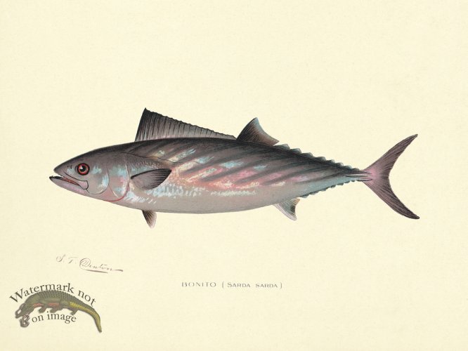 (image for) Bonito