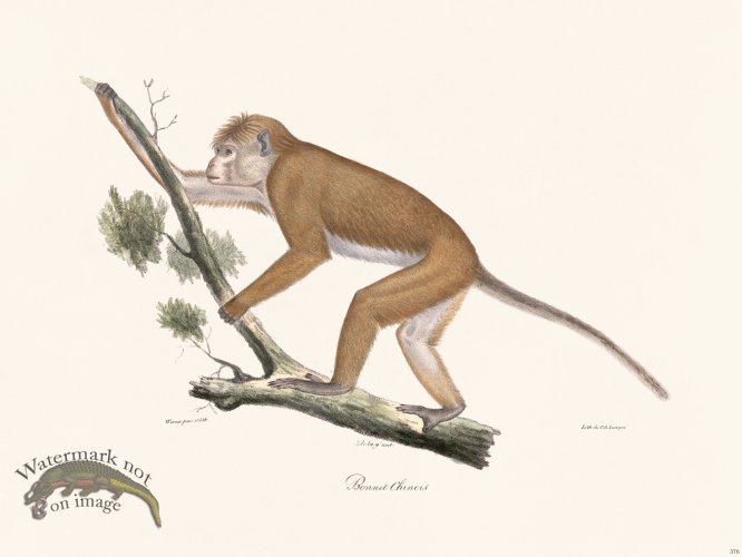 (image for) Cuvier 376 Chinese Hat