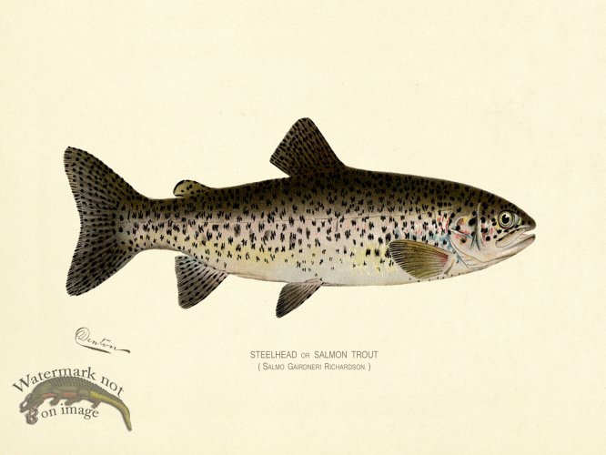 (image for) Trout - Steelhead