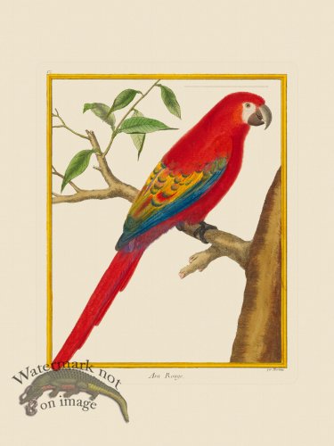 (image for) Martinet Bird 012