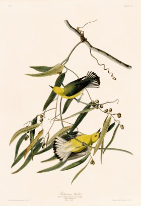 003 Prothonotary Warbler