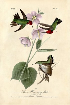 Anna Hummingbird