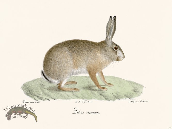 (image for) Cuvier 261 Hare