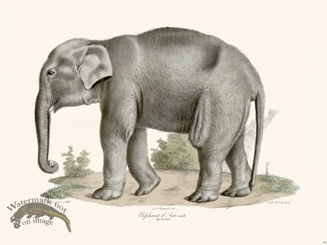 (image for) Cuvier 088 Elephant of Asia Male