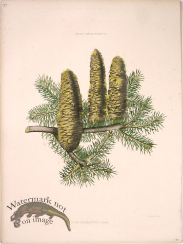 (image for) Lawson Pine Cone 04