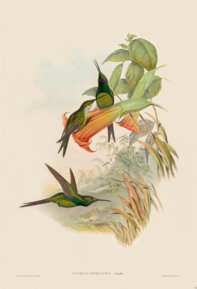 Gould Hummingbird 234