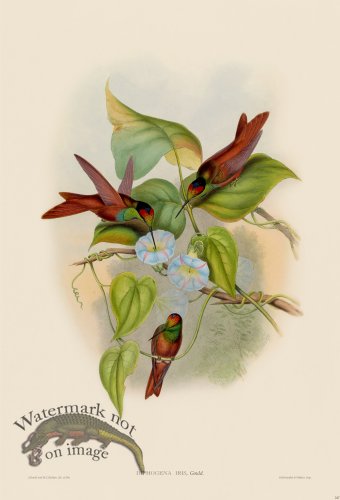 (image for) Gould Hummingbird 247