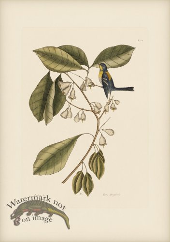 (image for) 064 Finch Creeper