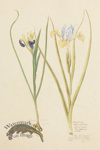 (image for) Blomboken 007