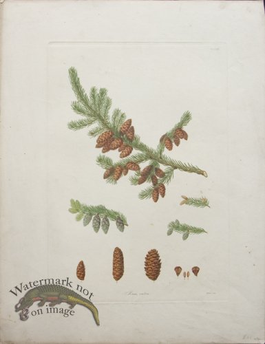 (image for) LG Pine Cone 09