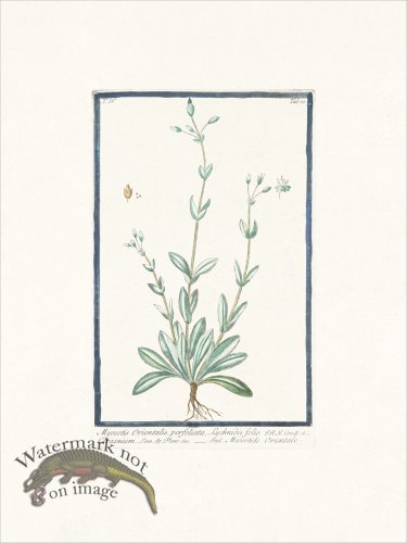 (image for) Bonelli 375 Forget-me-not