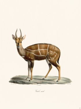 Cuvier 038 Male Guibe