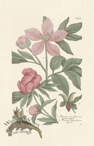 (image for) Weinmann PL 777