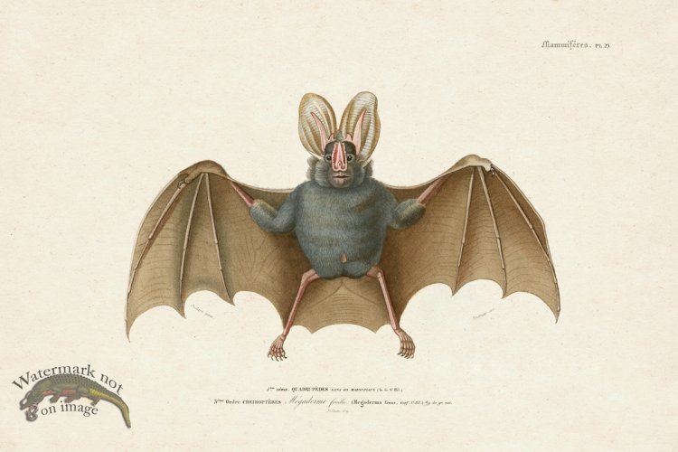 (image for) FNH 25 Yellow winged Bat