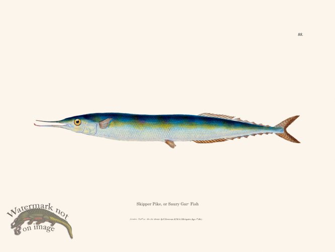 (image for) 088 Saury Gar- Fish