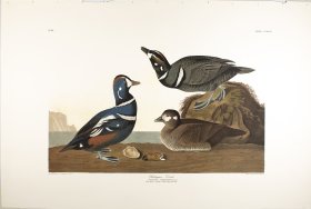 Harlequin Duck