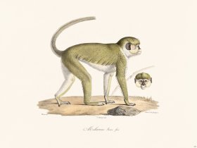 Cuvier 347 Melarine Young Fem