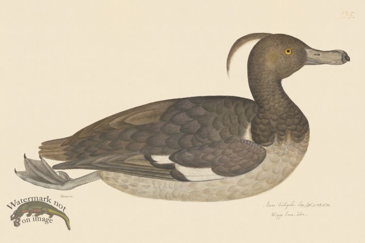 (image for) Rudbeck CFA 235 Tufted Duck F