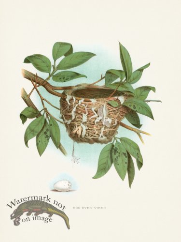 (image for) Thomas Gentry Bird 47