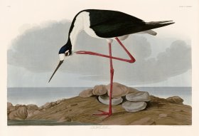 328 Long legged Avocet