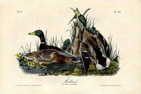 (image for) Mallard