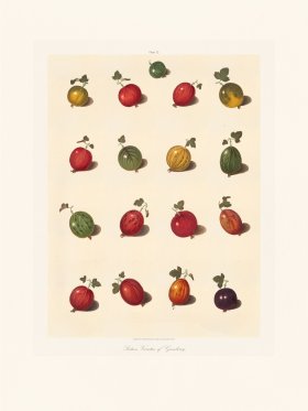 Brookshaw Fruit 32