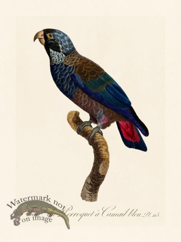 (image for) Barraband Parrot 115
