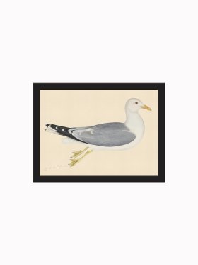 Rudbeck CFA_BF 266 Gull