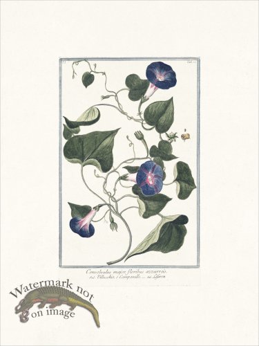 (image for) Bonelli 017 Leferon