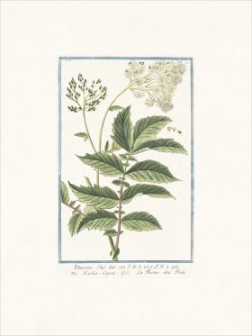 Bonelli 414 Meadow Sweet