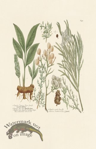 (image for) Weinmann PL 448