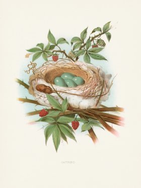 Thomas Gentry Bird 50