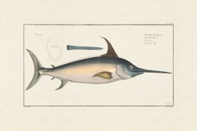 BLOCH FISH 076