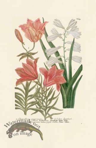 (image for) Weinmann PL 655