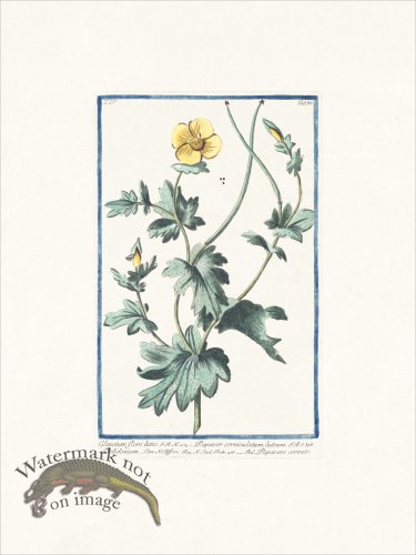 (image for) Bonelli 386 Yellow horned Poppy