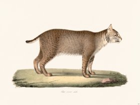 Cuvier 109 Adult Cervical Cat