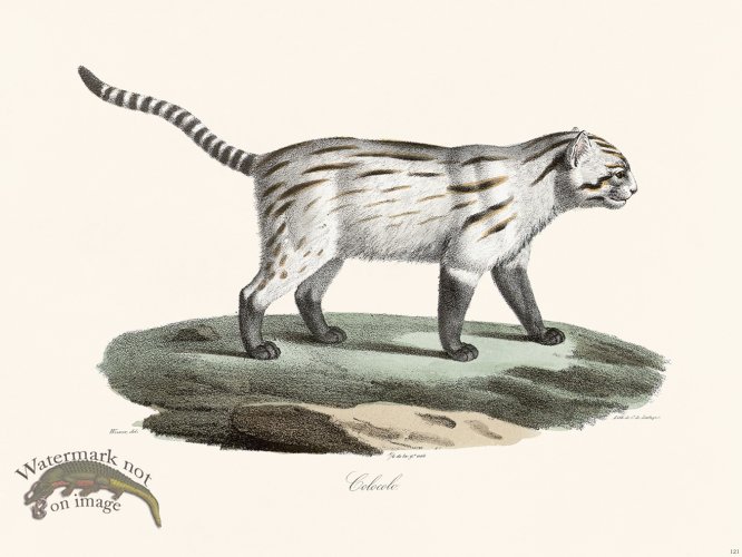 (image for) Cuvier 121 Pampas Cat