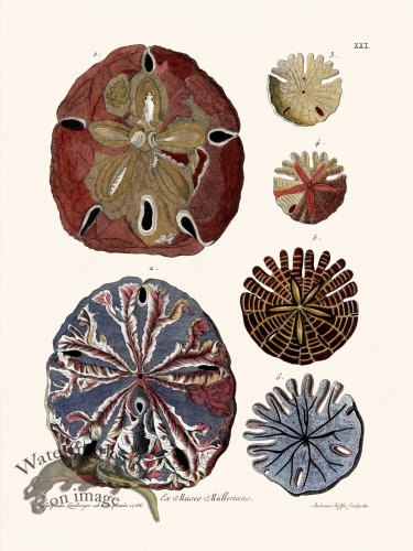 (image for) Knorr Sealife 21