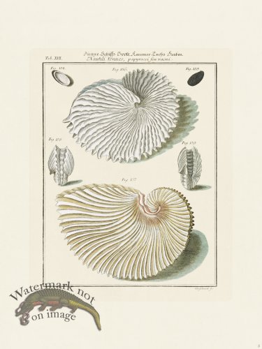 (image for) Martini Shells 005