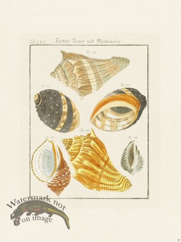 (image for) Martini Shells 026