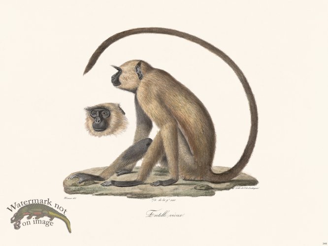 (image for) Cuvier 348 Old Part